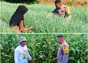 Dukung Asta Cita Presiden, Bhabinkamtibmas Sungai Nanam Sosialisasikan Pemanfaatan Lahan Untuk Ketahanan Pangan Pada Petani
