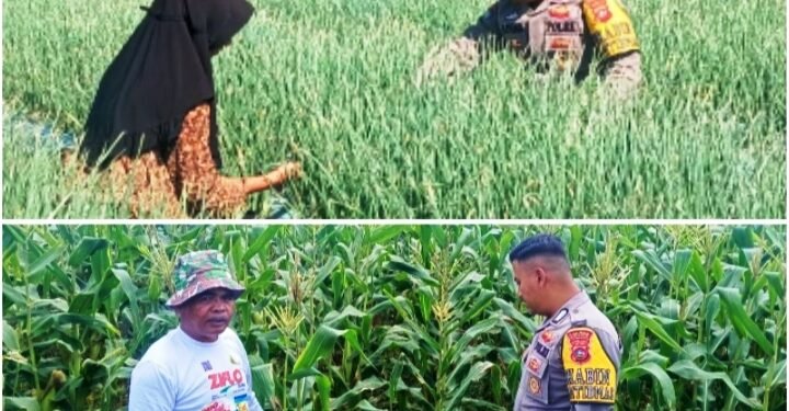 Dukung Asta Cita Presiden, Bhabinkamtibmas Sungai Nanam Sosialisasikan Pemanfaatan Lahan Untuk Ketahanan Pangan Pada Petani