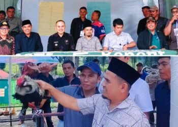 Wakil Bupati Solok H. Candra Buka Kontes  Ayam Kukuak Balenggek di Alahan Panjang Resort.
