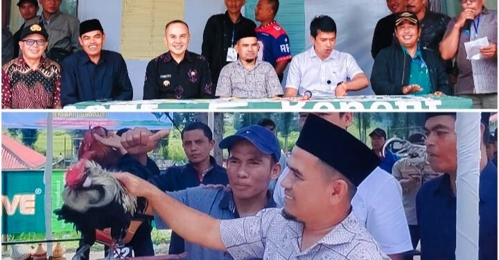 Wakil Bupati Solok H. Candra Buka Kontes  Ayam Kukuak Balenggek di Alahan Panjang Resort.